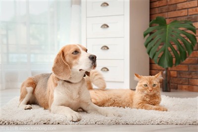 Pet Knowledge Compilation--Qee Cov Paub Tsis Paub Txog Miv Thiab dev.